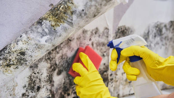 Best Basement Mold Removal  in Granite, OK